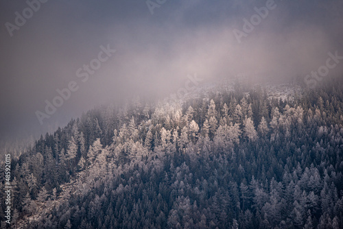 fog in the mountains, winter, snow covered trees in winter