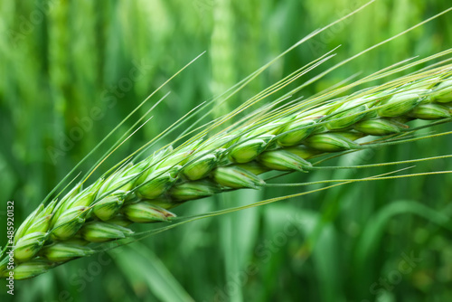 Green wheat spikelet in field, closeup