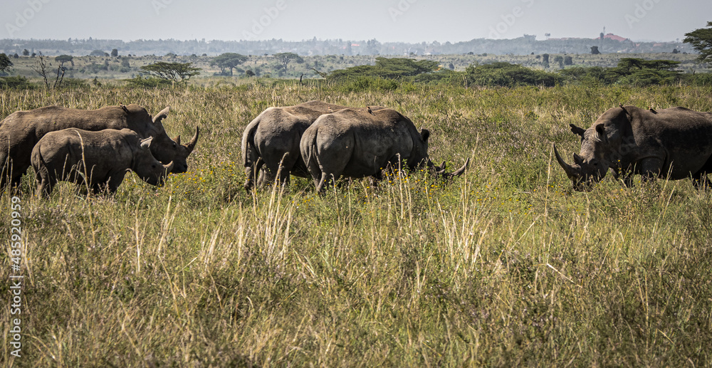 View of a herd of white rhinos protecting the calf and grazing in the savannah grasslands of the Nairobi National Park near Nairobi, Kenya