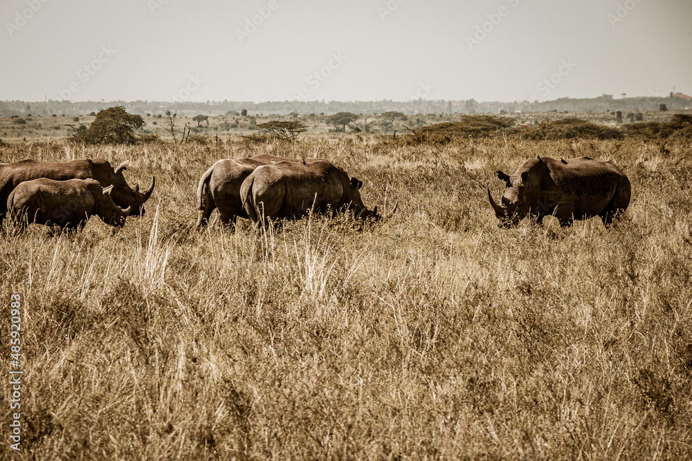 View of a herd of white rhinos protecting the calf and grazing in the savannah grasslands of the Nairobi National Park near Nairobi, Kenya