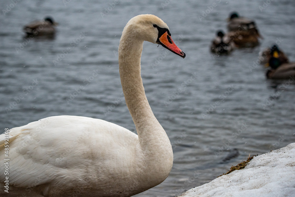 Obraz premium swans on the lake, winter