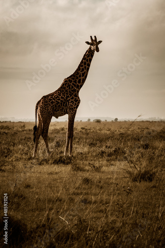 Stunning early morning view of a Masai giraffe standing majestically in the savannah of the Nairobi National Park near Nairobi, Kenya