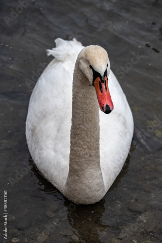 Fototapeta Naklejka Na Ścianę i Meble -  white swan on the water