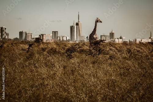Beautiful view of a Masai giraffe standing in the savannah grasslands in front of the skyline of Nairobi, Nairobi National Park, Kenya photo