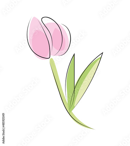 Różowy tulipan