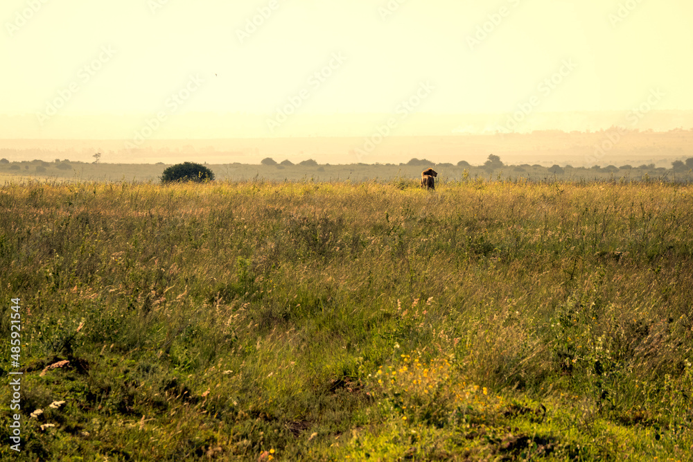 Scenic evening sunset view of a single male lion rearing up in the savannah grasslands of the Nairobi National Park near Nairobi, Kenya Scenic evening sunset view of a single male lion rearing up in the savannah grasslands of the Nairobi National Park near Nairobi, Kenya
