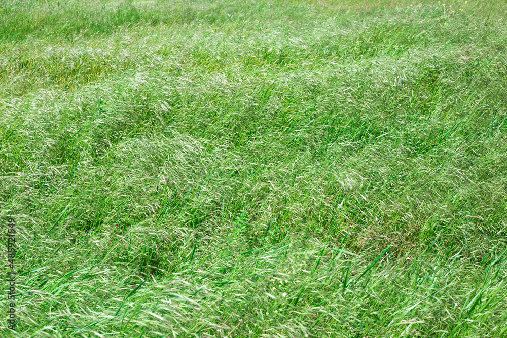 Field with green grass swaying in the wind. natural plant calm background