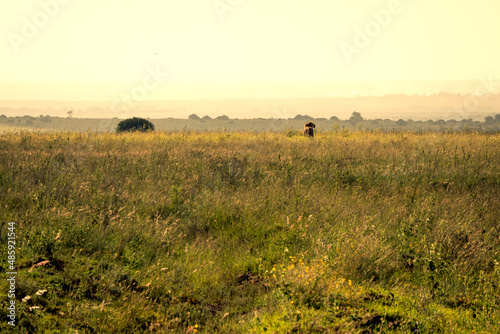 Scenic evening sunset view of a single male lion rearing up in the savannah grasslands of the Nairobi National Park near Nairobi  Kenya