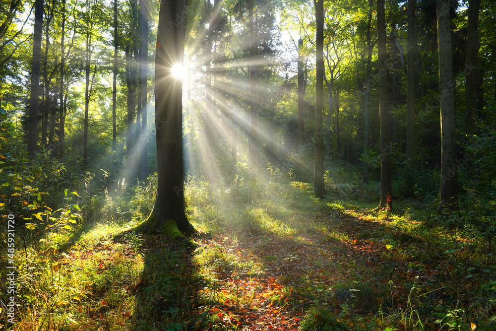 Fototapeta premium Beautiful sunny morning in the green forest