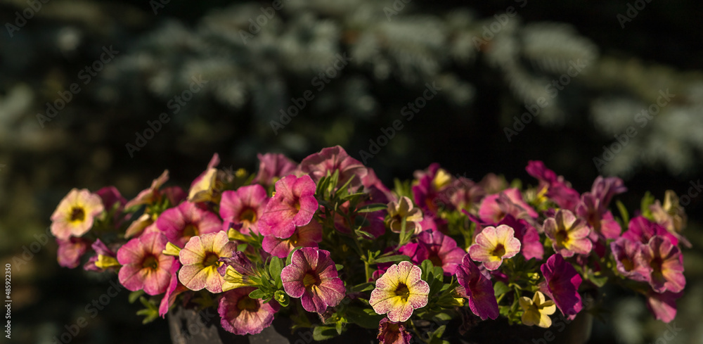 Obraz premium Blooming garden flower with violet petals in summertime close-up photography.
