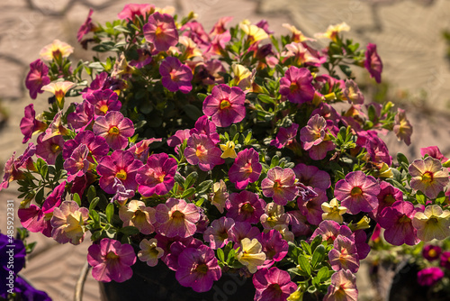 Wallpaper Mural Blooming garden flower with violet petals in summertime close-up photography. Torontodigital.ca