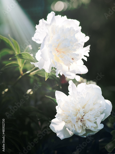 pink peony in a summer flower bed close-up photo