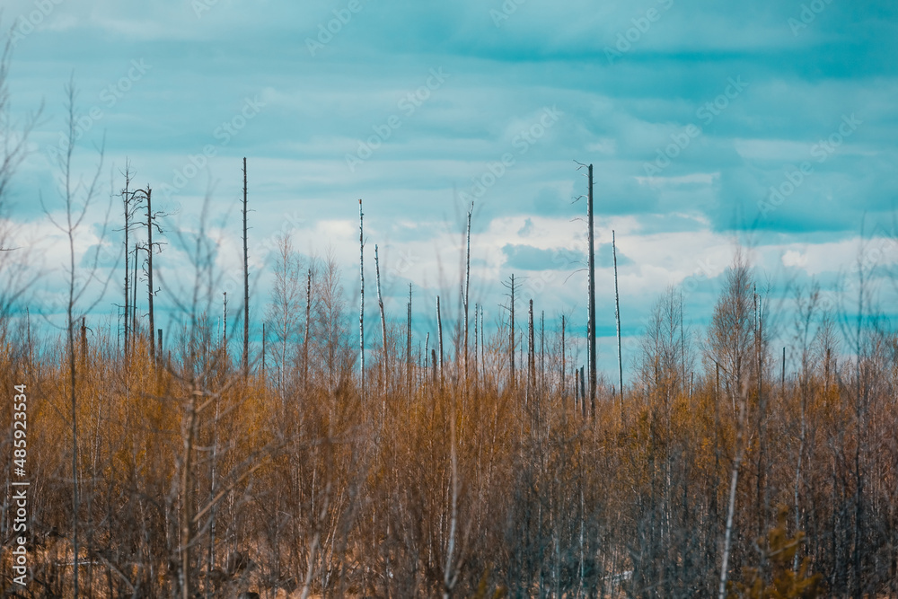 A swamp in the Russian outback. Bare tree trunks in a swampy area. Beautiful swamp in Russia. Sunny moody landscape A swamp in the Russian outback. Bare tree trunks in a swampy area. Beautiful swamp in Russia. Sunny moody landscape