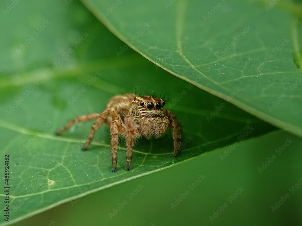 Fototapeta premium spider on a leaf