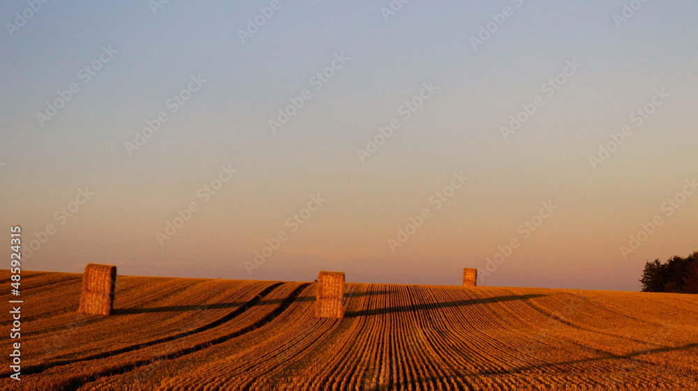 Beautiful shot of golden hay bales on a clear field during sunset
