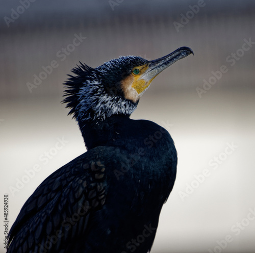 Cormorans à Paris sur les quais de Seine