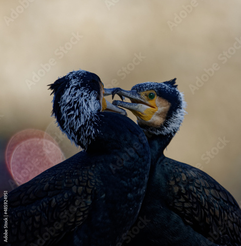 Cormorans à Paris sur les quais de Seine