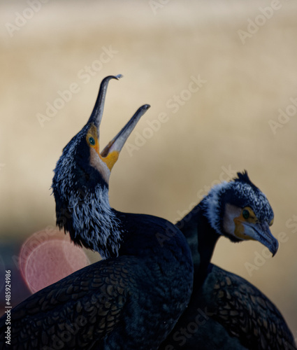 Cormorans à Paris sur les quais de Seine