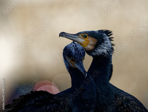 Cormorans à Paris sur les quais de Seine