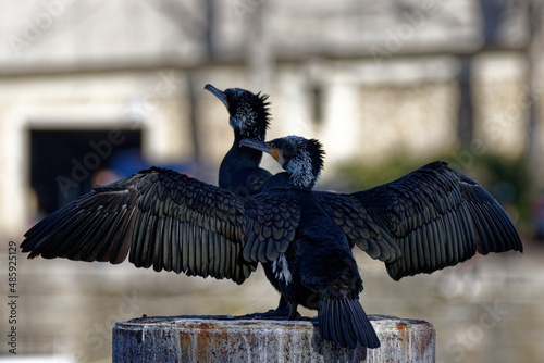 Cormorans à Paris sur les quais de Seine