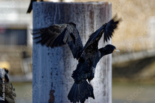 Cormorans à Paris sur les quais de Seine