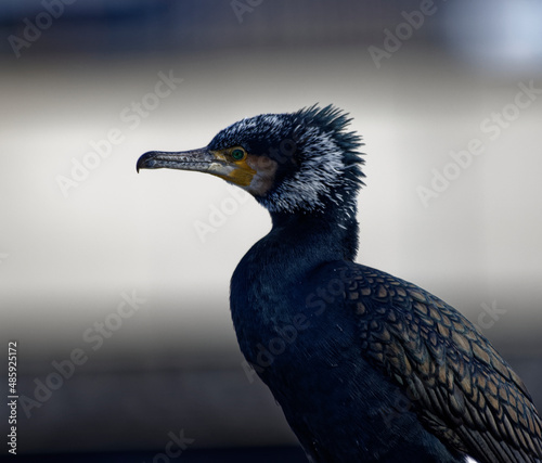 Cormorans à Paris sur les quais de Seine