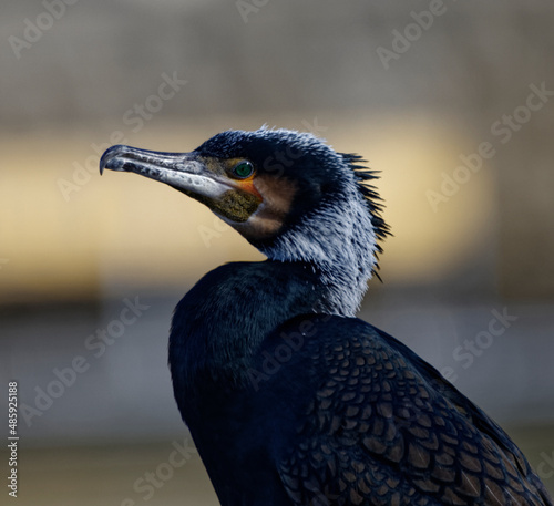 Cormorans à Paris sur les quais de Seine