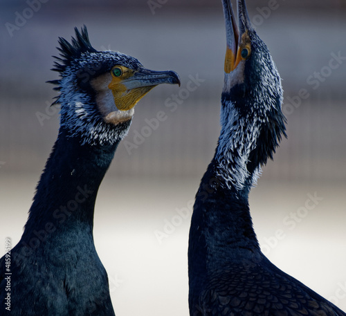 Cormorans à Paris sur les quais de Seine