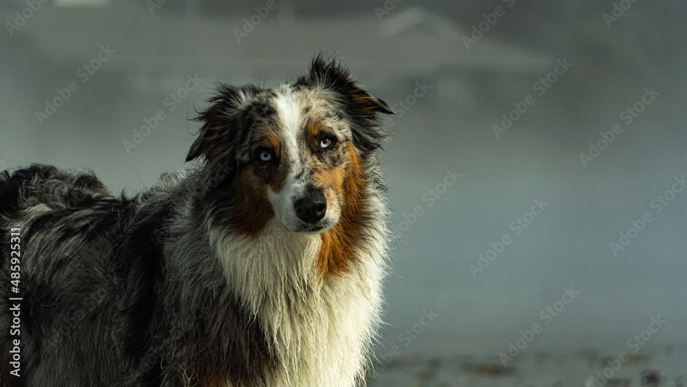 The Dog on the Beach

