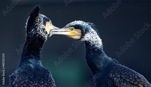 Cormorans à Paris sur les quais de Seine