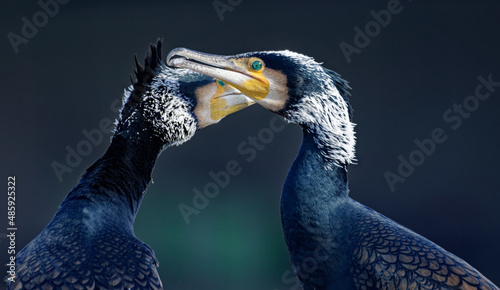 Cormorans à Paris sur les quais de Seine