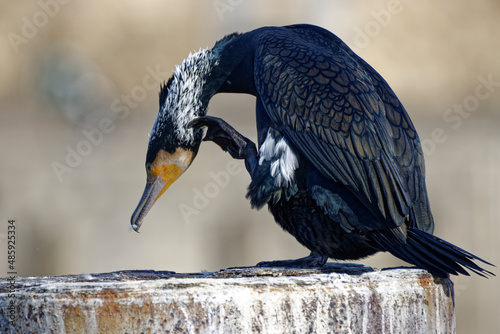 Cormorans à Paris sur les quais de Seine