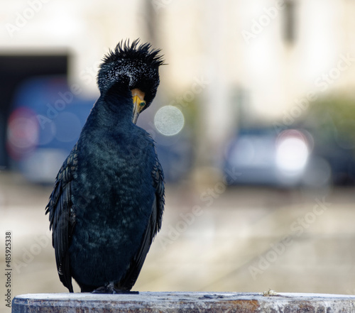 Cormorans à Paris sur les quais de Seine