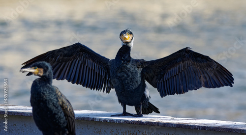 Cormorans à Paris sur les quais de Seine