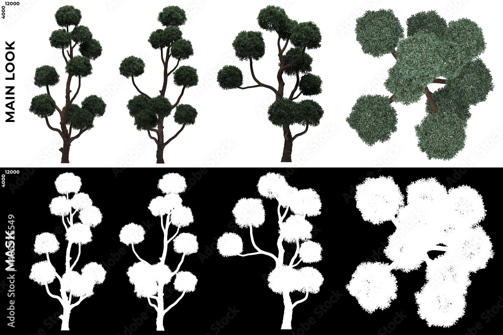 Naklejka premium 3D Rendering of Front, Left and Top views of Tree (Boulevard Cypress) with alpha mask to cutout and PNG editing. Forest and Nature Compositing.