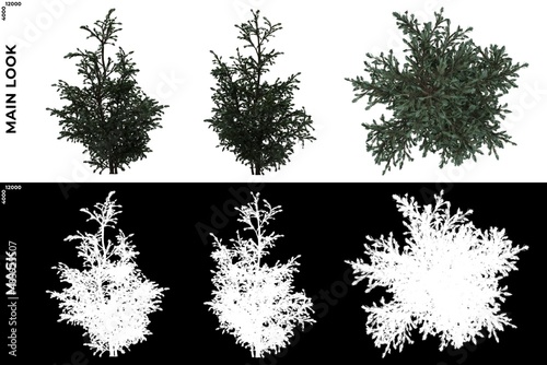 3D Rendering of  Front  Left and Top views of Tree  Boulevard Cypress  with alpha mask to cutout and PNG editing. Forest and Nature Compositing.