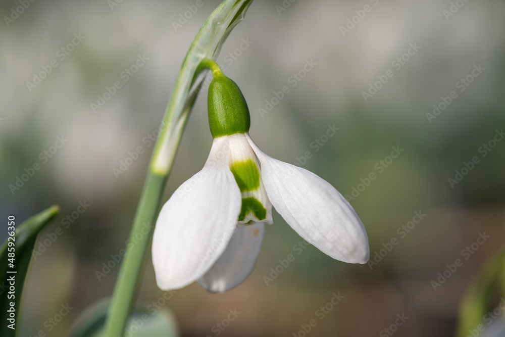 Close up of a greater snowdrop (galanthus elwesii) flower Close up of a greater snowdrop (galanthus elwesii) flower