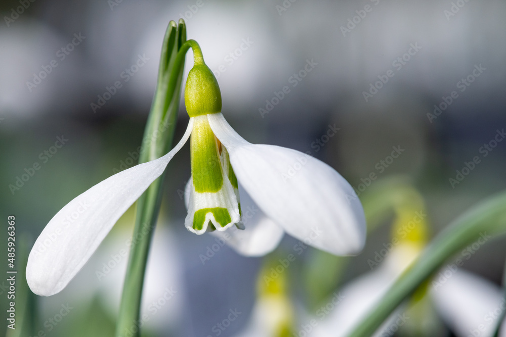 Close up of a galanthus gracilis snowdrop Close up of a galanthus gracilis snowdrop