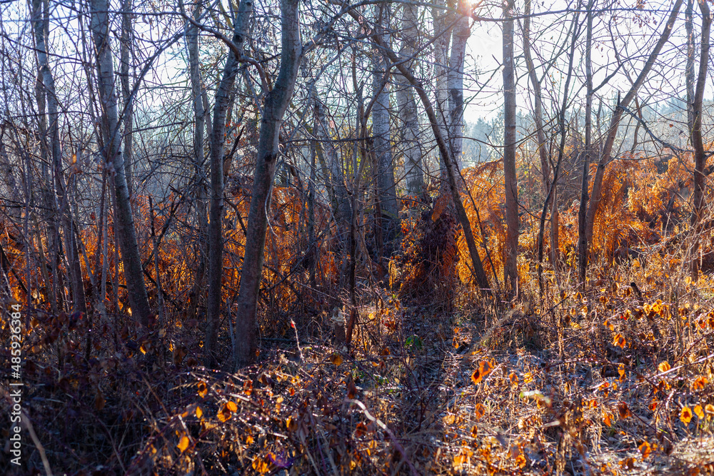 Early morning in the wood, frozen ground and fall colors Early morning in the wood, frozen ground and fall colors