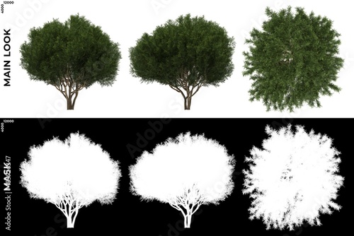 3D Rendering of Front, Left and Top views of Tree (Platycladus Orientalis) with alpha mask to cutout and PNG editing. Forest and Nature Compositing.