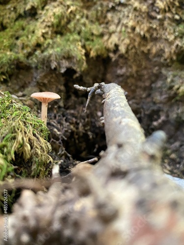 mushrooms on a tree