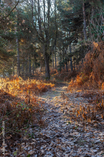 Early morning in the wood, frozen ground and fall colors
