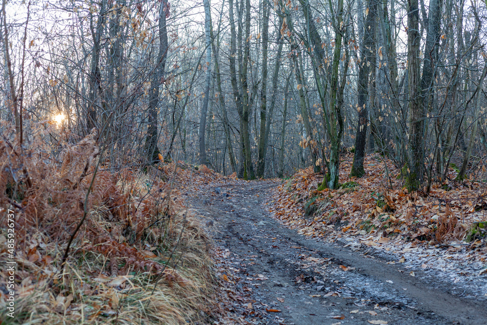 Early morning in the wood, frozen ground and fall colors
