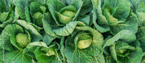 Fotografia young cabbage grows in the farmer field
