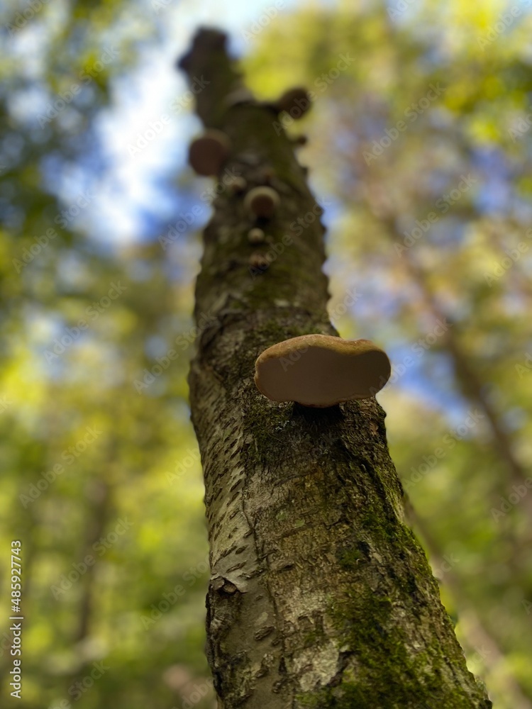 Fototapeta premium mushroom on the tree