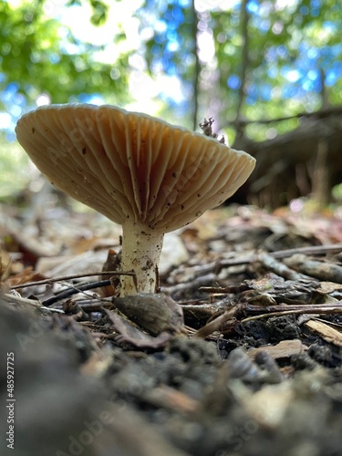 mushroom in the forest