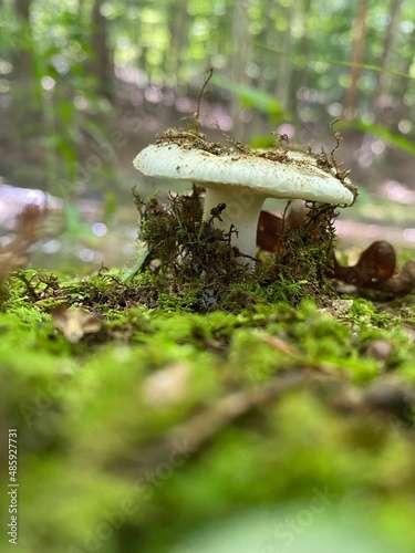 Mushroom in the moss