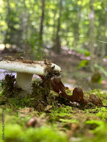 mushroom in the forest