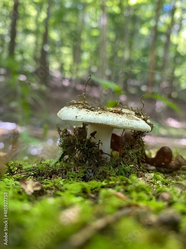 mushroom in the forest