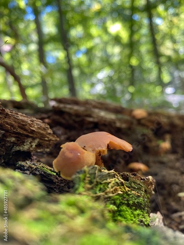 mushrooms in the forest